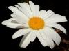 Shasta Daisy